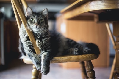 棕色虎斑猫在木制温莎椅
